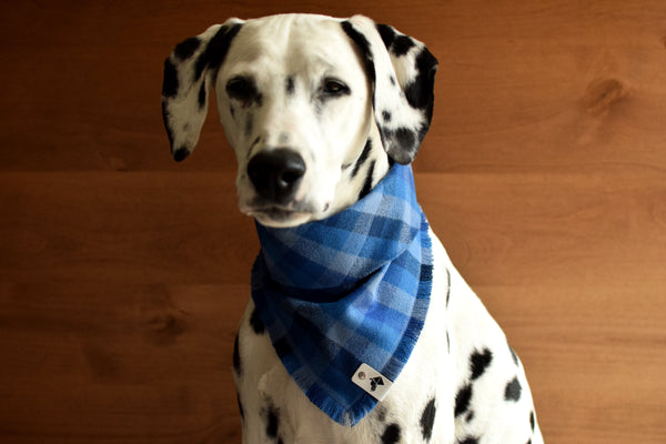 SAPPHIRE Fringed Flannel Dog Bandana - Snap/Tie On Cotton Scarf