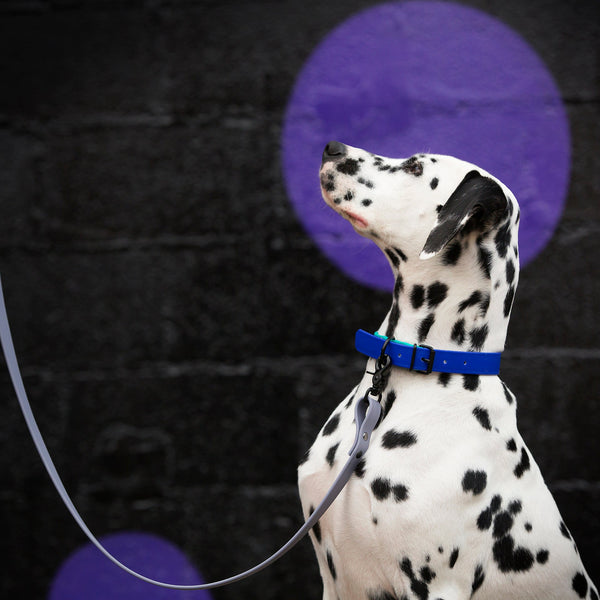 Design Your Own - Two-Toned Biothane Leash