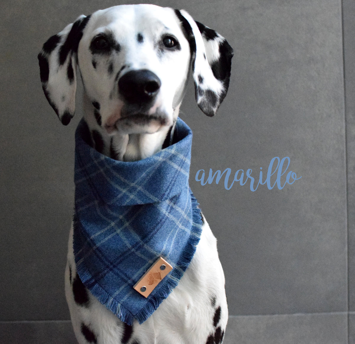 Blue bandana collar hotsell