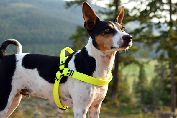PREMADE COLLECTION - Neon Yellow Biothane Dog Harness