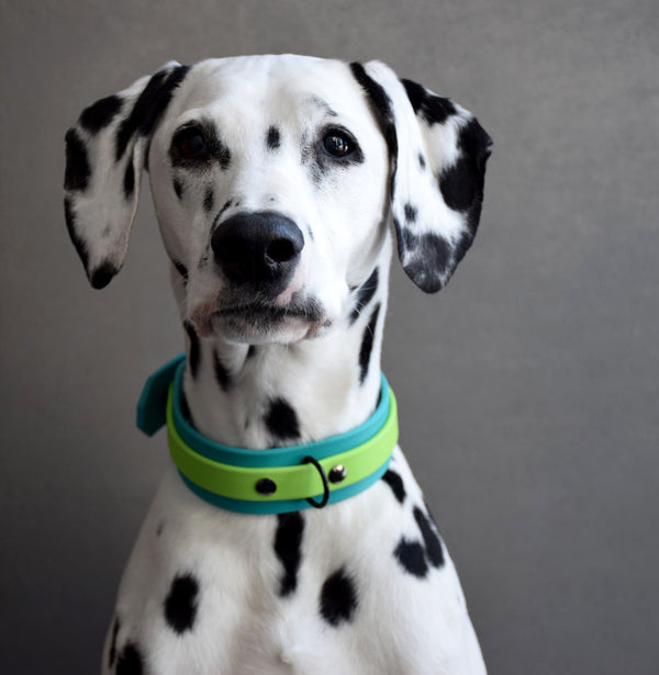 Design Your Own - The Two-Toned Undomiel BT Collar, 1.5" Wide Biothane Dog Collar