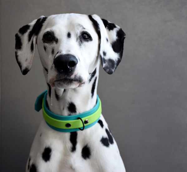 Design Your Own - The Two-Toned Undomiel BT Collar, 1.5" Wide Biothane Dog Collar