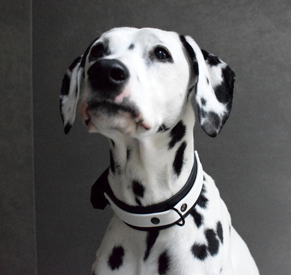 LUCI COLLECTION - Black & White Biothane Dog Collar