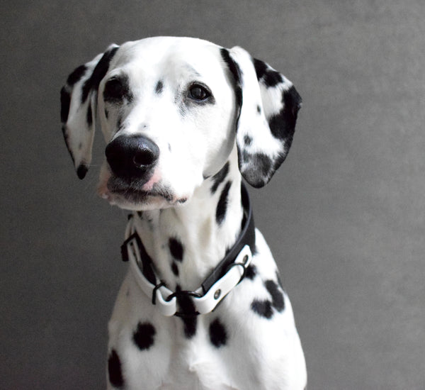 LUCI COLLECTION - Black & White Osgiliath Biothane Dog Collar