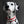 Load image into Gallery viewer, LUCI COLLECTION - Red &amp; White Biothane Dog Collar
