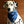 Load image into Gallery viewer, SAPPHIRE Fringed Flannel Dog Bandana - Snap/Tie On Cotton Scarf
