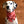 Load image into Gallery viewer, ROSÉ Fringed Flannel Dog Bandana - Snap/Tie On Cotton Scarf
