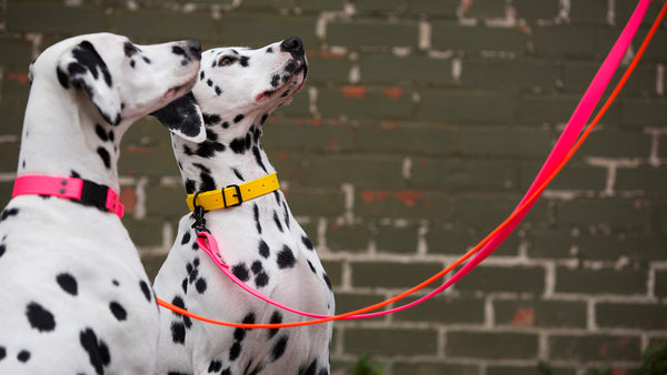 Design Your Own - The Elessar QR BT Collar, 1" Biothane & Black Dog Collar