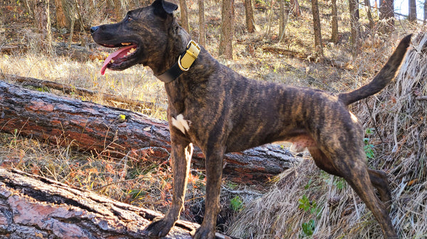 TORO COLLECTION - Black & Gold Biothane Dog Collar