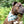 Load image into Gallery viewer, Dog Bandana - Tiger Beat Cotton Dog Scarf
