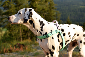 PREMADE COLLECTION - Seafoam & Pastel Purple Biothane Dog Harness