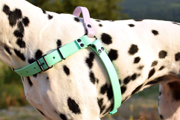 PREMADE COLLECTION - Lagoon & Mango Biothane Dog Harness