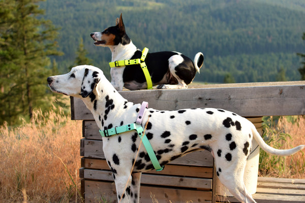 PREMADE COLLECTION - Black & Sahara Tan Biothane Dog Harness