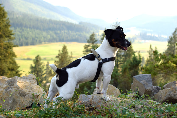 PREMADE COLLECTION - Black & Sahara Tan Biothane Dog Harness