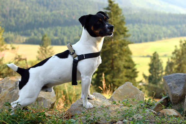 PREMADE COLLECTION - Black & Sahara Tan Biothane Dog Harness