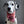 Load image into Gallery viewer, Dog Bandana - Brezel Liebe Cotton Dog Scarf
