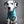 Load image into Gallery viewer, ARENDELLE Fringed Flannel Dog Bandana - Snap/Tie On Cotton Scarf
