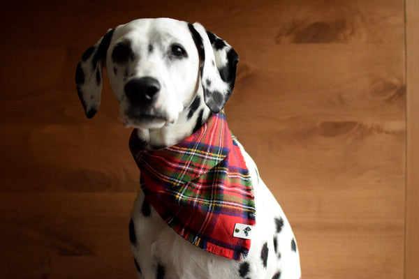 HOLLY Fringed Flannel Dog Bandana - Snap/Tie On Cotton Scarf