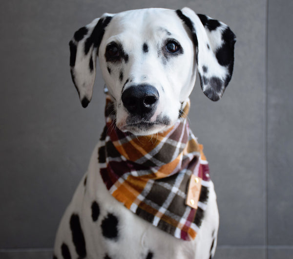 CIDER HOUSE Fringed Flannel Dog Bandana - Snap/Tie On Cotton Scarf