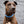 Load image into Gallery viewer, Design Your Own - The Two-Toned Undomiel BT Collar, 1.5&quot; Wide Biothane Dog Collar
