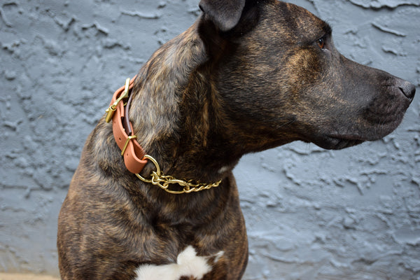 Design Your Own - The Hornburg BT Collar, Adjustable Heavy Duty Wide Biothane Martingale Dog Collar