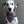 Load image into Gallery viewer, Dog Bandana - Fierce, Pride Cotton Dog Scarf
