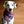 Load image into Gallery viewer, LUPINE Fringed Flannel Dog Bandana - Snap/Tie On Cotton Scarf
