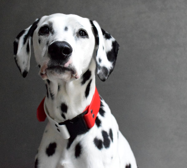 LUCI COLLECTION - Red & White Biothane Dog Collar