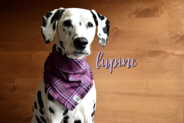 LUPINE Fringed Flannel Dog Bandana - Snap/Tie On Cotton Scarf