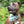 Load image into Gallery viewer, Dog Bandana - Mint &amp; Gold Metallic Cotton Dog Scarf
