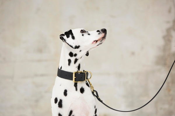 Design Your Own - The Undomiel BT Collar, 1.5" Wide Biothane Dog Collar